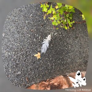 White feather on pavement by step.
