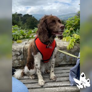 Dog sitting on countryside bench.